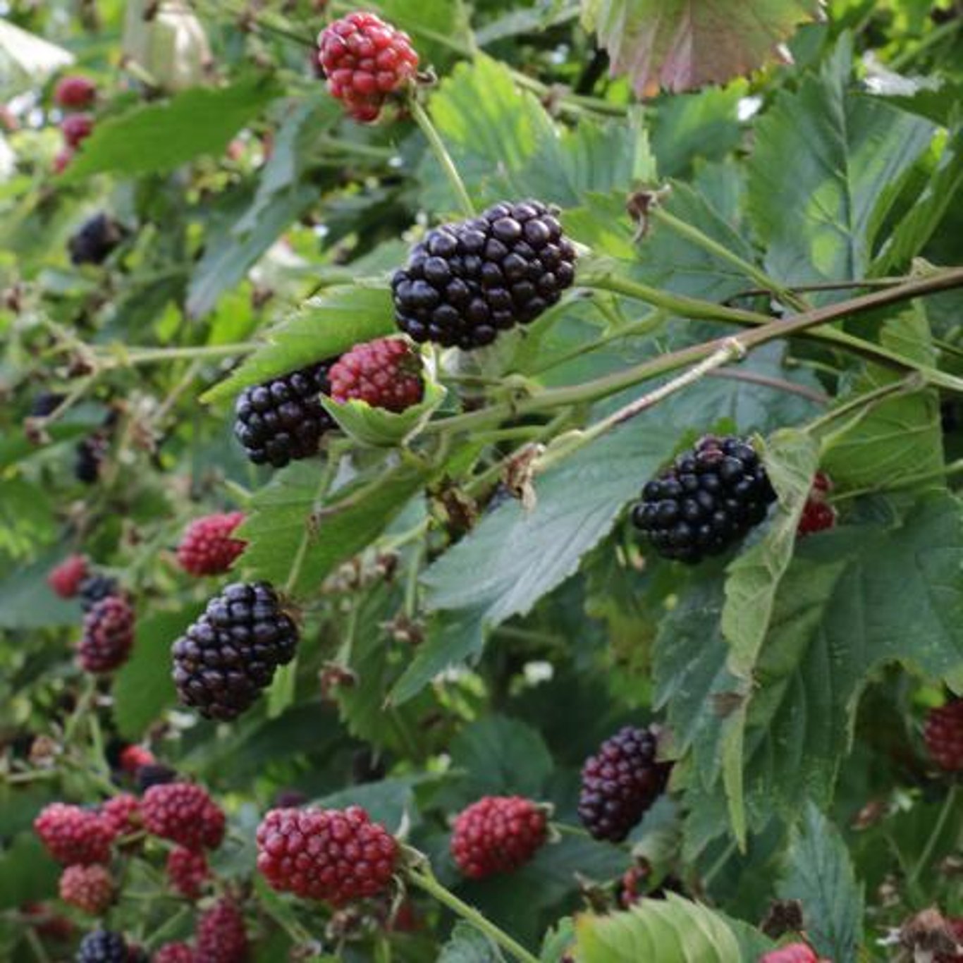 Rubus frut. 'Thornfree' - 50-80 CM bare root 1/1